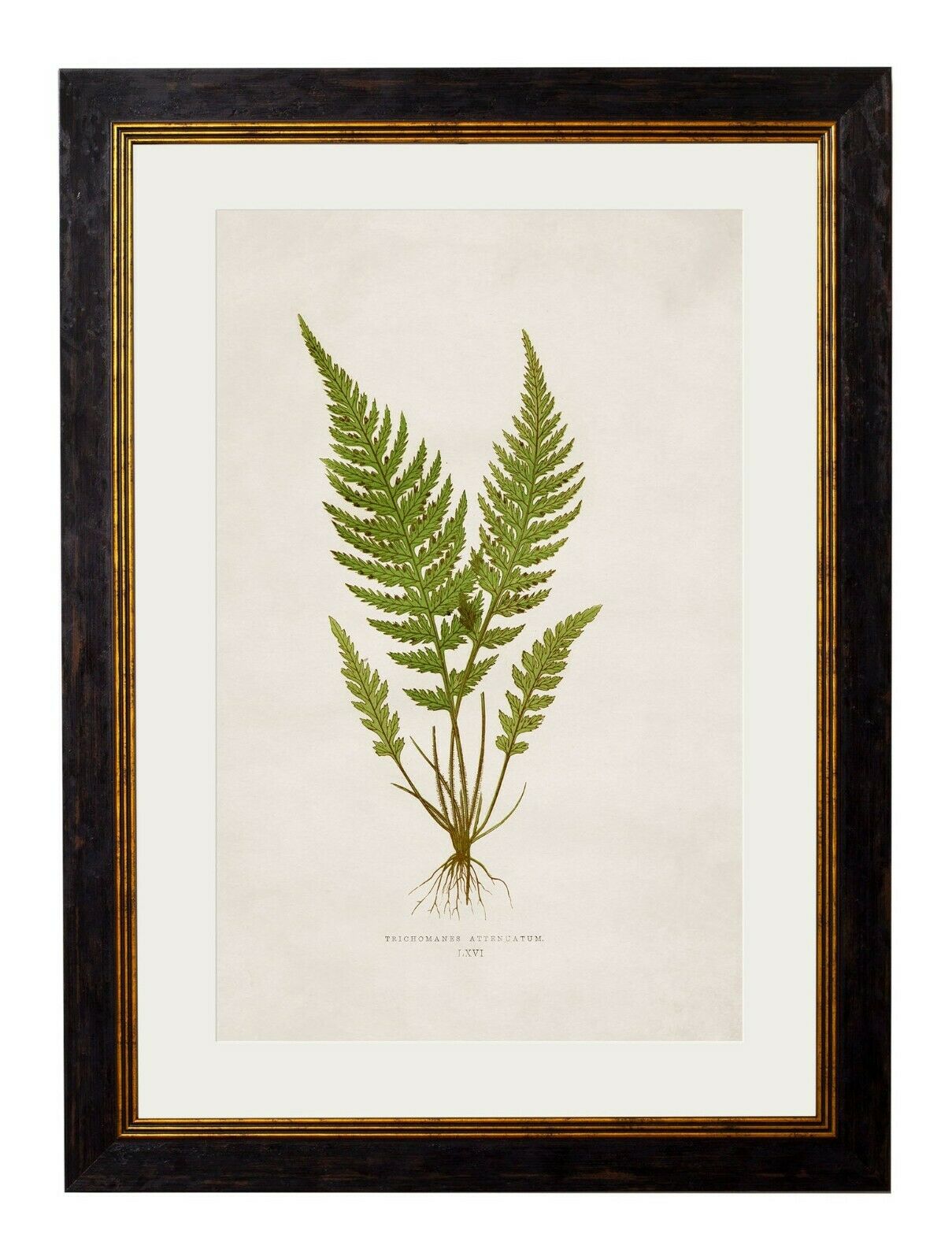 Premium Botanical Botany British Fern Trich Antique Interior Framed ...