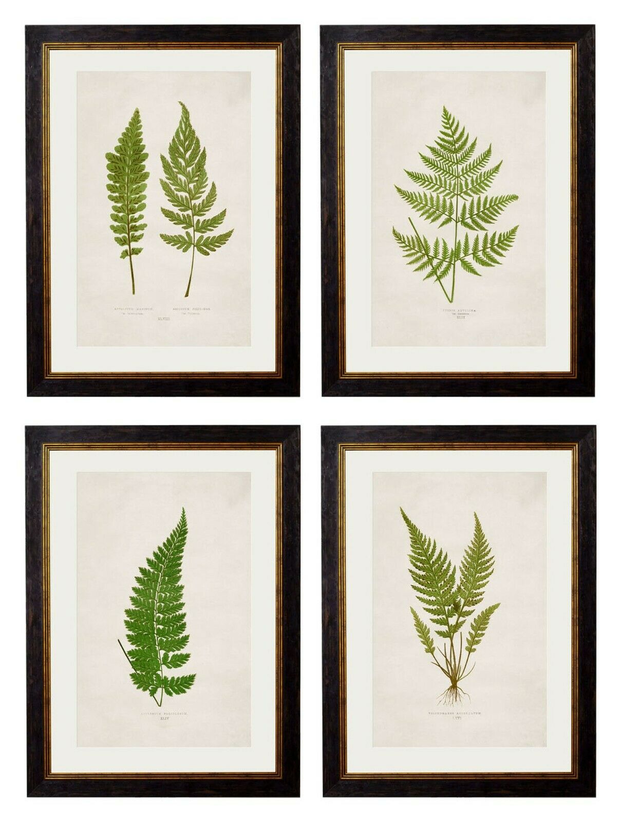 Premium Botanical Botany British Asplenium Fern XL Antique Framed Print ...