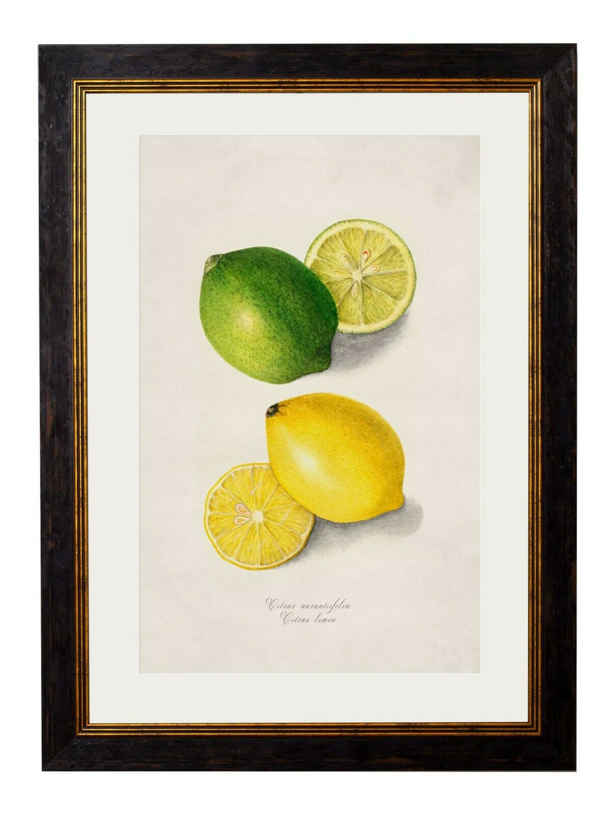 Vintage Lemon Art